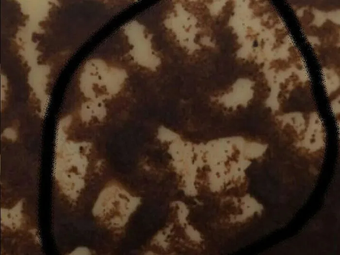 Гадание на кофейной гуще в Томске